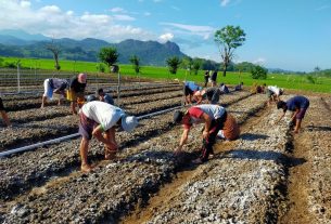 Produktivitas Meningkat, Kelompok Tani Bawang Merah di Sulsel Binaan PLN Raup Keuntungan Hingga Ratusan Juta
