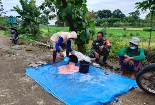 Sukseskan Ketahanan Pangan, Babinsa Guli Bantu Tebar Pupuk Petani