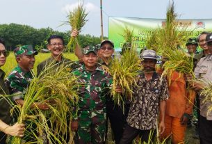 Tingkatkan Kesejahteraan Petani, Kodim Bojonegoro bersama ATM dan Poktan Ringintunggal Panen Raya Perdana Padi Japonica