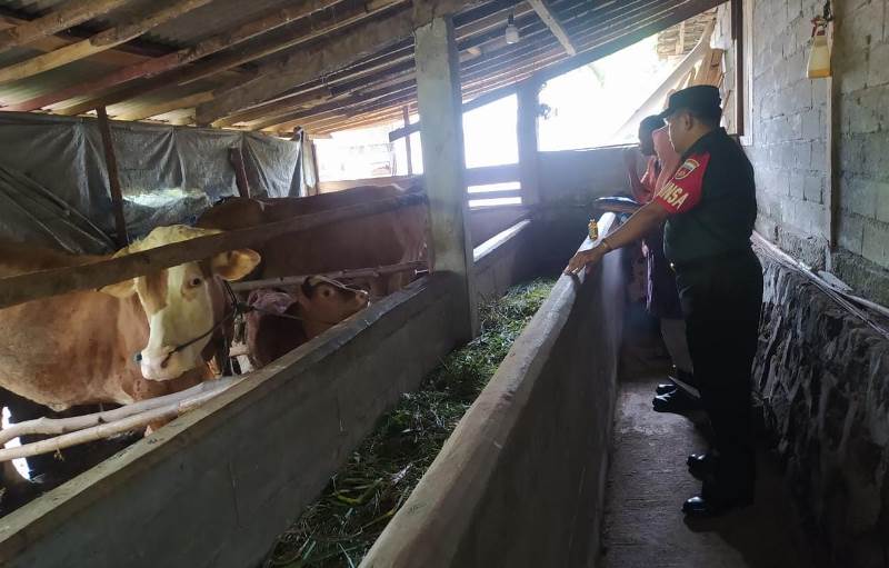 Babinsa Koramil Kemusu bersama Dinas Kesehatan Hewan Laksanakan Pengawasan Dan Pengecekan Ternak