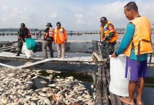 Babinsa Kemusu Bantu Bersihkan Jutaan Ikan Mati Akibat Cuaca Ekstrem