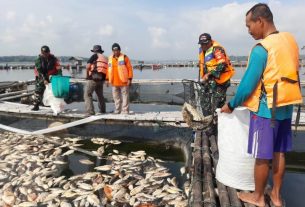 Babinsa Kemusu Bantu Bersihkan Jutaan Ikan Mati Akibat Cuaca Ekstrem