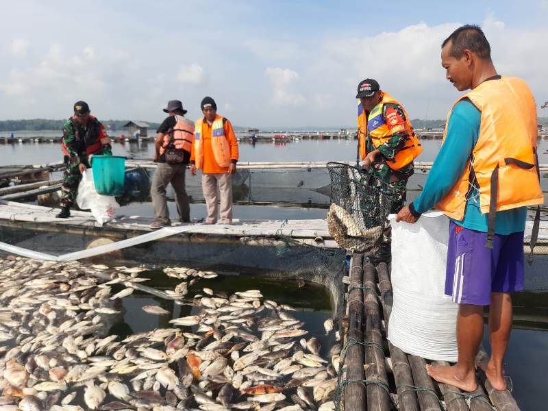 Babinsa Kemusu Bantu Bersihkan Jutaan Ikan Mati Akibat Cuaca Ekstrem