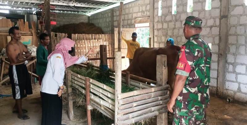 Optimalkan Penanganan PMK Babinsa bersama PPL Lakukan Pengecekan Hewan Ternak Sapi