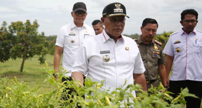 Petani Milenial Yang di Gagas Pemkab Lampung Selatan Terus Berprogres