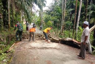 Pohon Tumbang Hambat Lalu Lintas, Babinsa Koramil 01/SM bersama Warga Lakukan Pembersihan