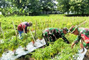 Sukses, Kodim Bojonegoro Panen Perdana Cabai Merah Besar