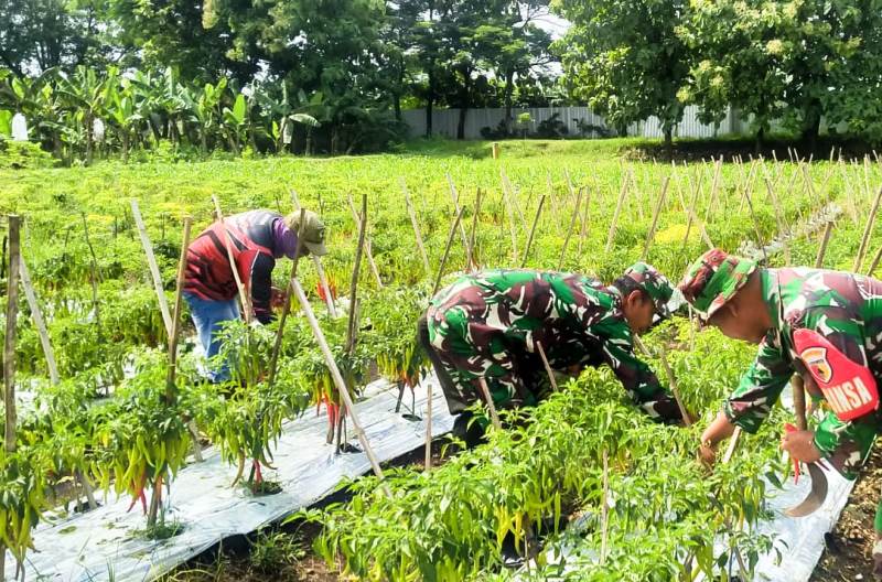 Sukses, Kodim Bojonegoro Panen Perdana Cabai Merah Besar