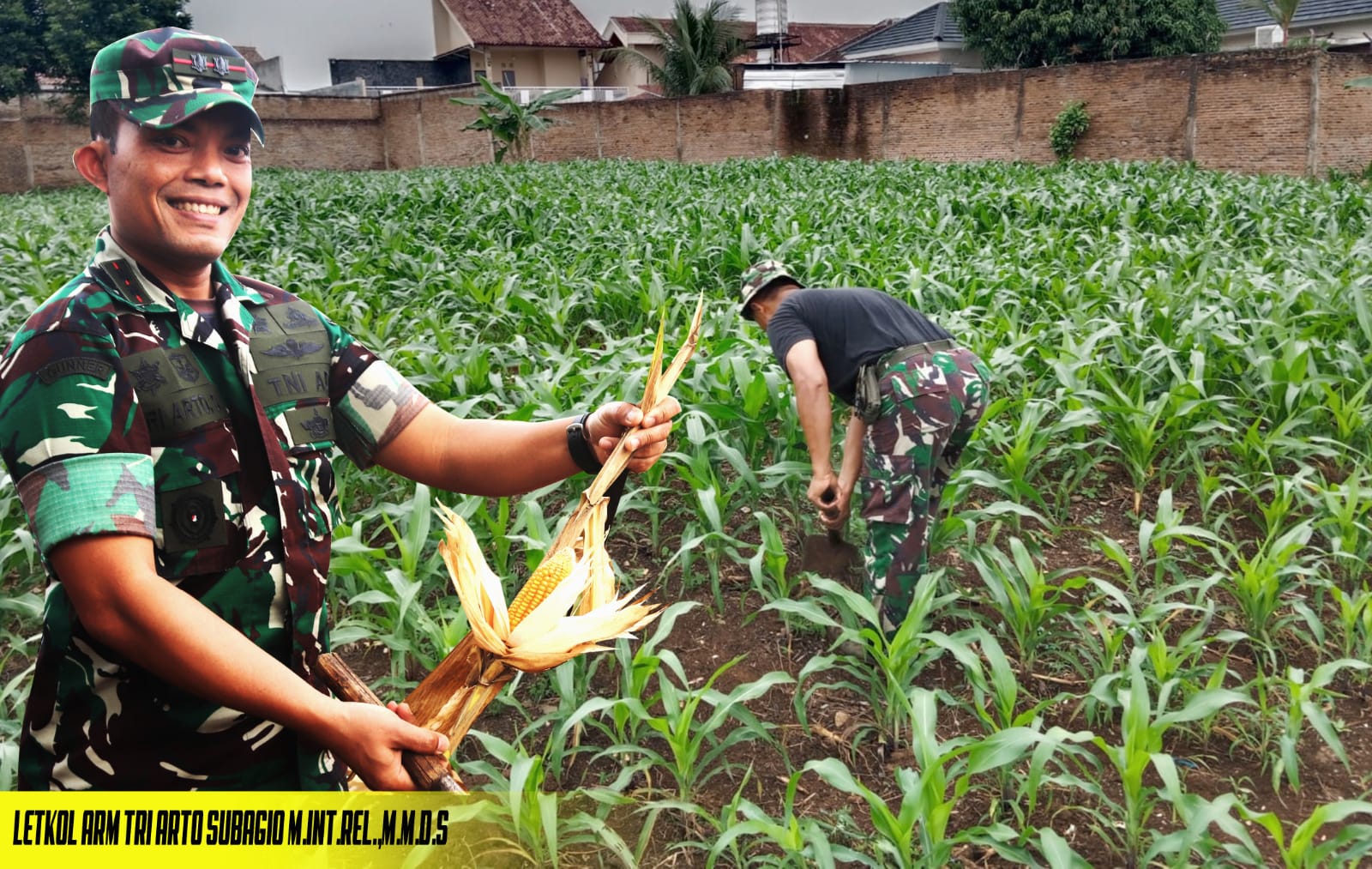 Targetkan Hasil Panen Maksimal, Babinsa Lakukan Perawatan Tanaman Jagung