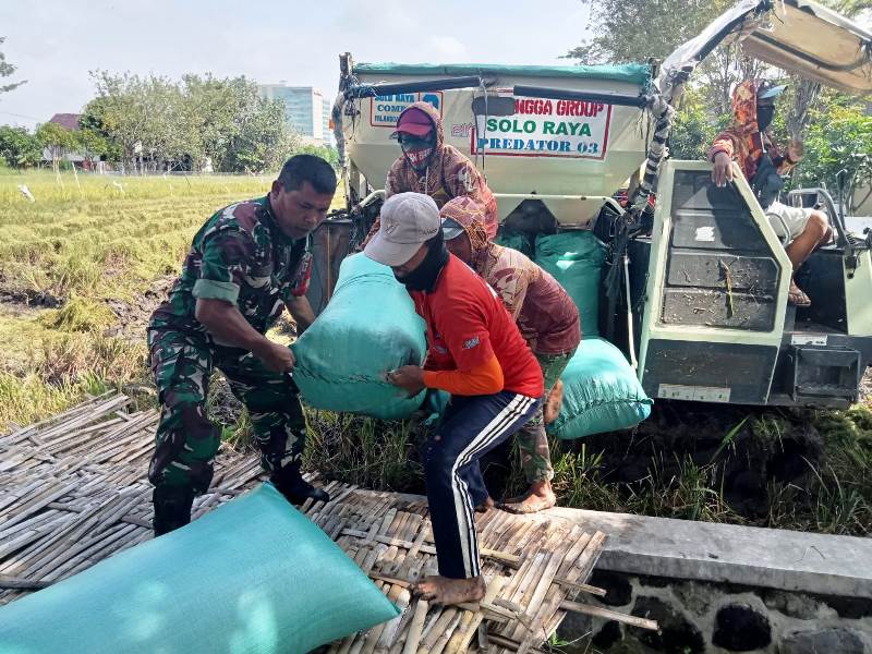 Tingkatkan Ketahanan Pangan di Wilayah, Babinsa Kelurahan Karangasem Dampingi Petani Panen Padi