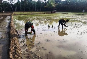 Babinsa Koramil 10/Woyla Barat Serda Kusmanto Membantu Kelompok Tani Menanam Padi