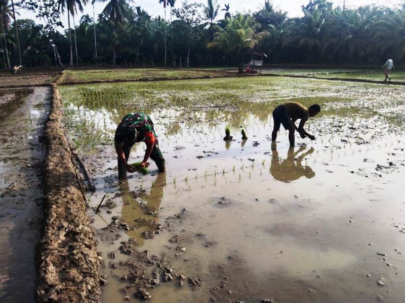 Babinsa Koramil 10/Woyla Barat Serda Kusmanto Membantu Kelompok Tani Menanam Padi