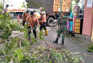 Antisipasi Pohon Tumbang, Babinsa Kelurahan Nusukan Bersama DLH Laksanakan Pemangkasan Pohon