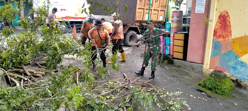 Antisipasi Pohon Tumbang, Babinsa Kelurahan Nusukan Bersama DLH Laksanakan Pemangkasan Pohon