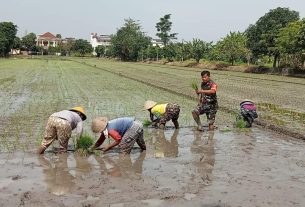 Tanpa Ragu, Babinsa Kelurahan Karangasem Terjun Ke Sawah Bantu Petani Tanam Padi