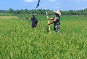 Babinsa Koramil 08/Arongan Bersama Petani Pasang Pernak Pernik Di Tengah Sawah Untuk Halau Hama Padi