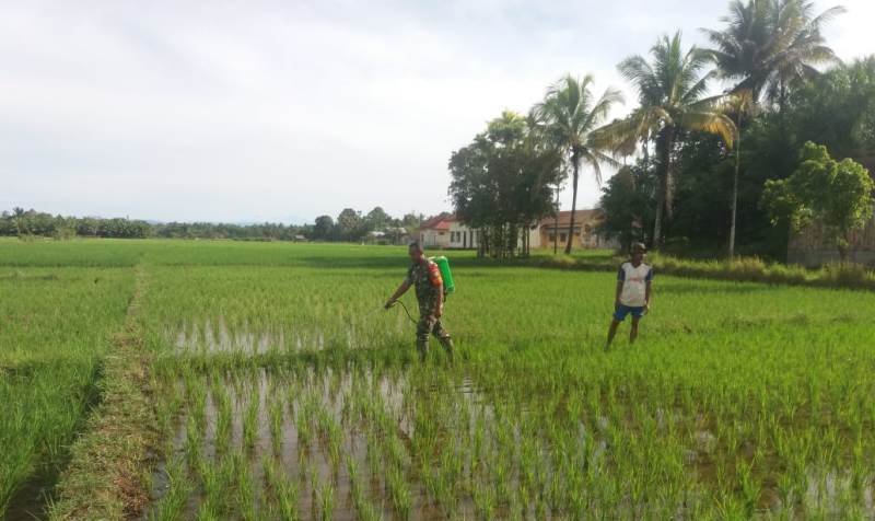 Babinsa Koramil 10/Woyla Barat Serda Sutresno Bantu Petani Semprot Hama Tanaman Padi