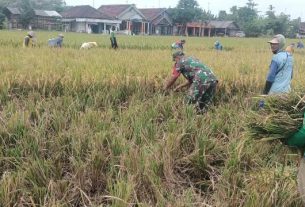 Babinsa Turun ke Sawah Bantu Petani Panen Padi