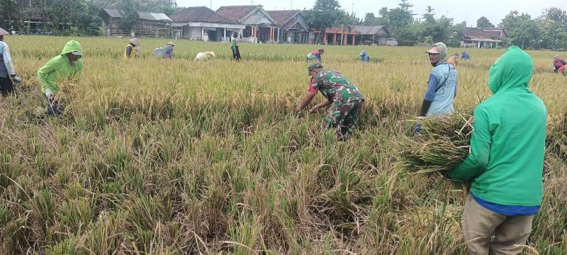 Babinsa Turun ke Sawah Bantu Petani Panen Padi