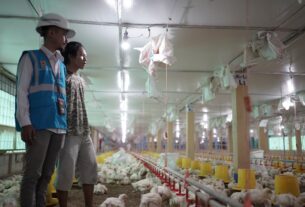 Gunakan Listrik PLN, Peternak Ayam Di Gowa Sulsel Hemat Biaya Operasional Hingga 70 Persen