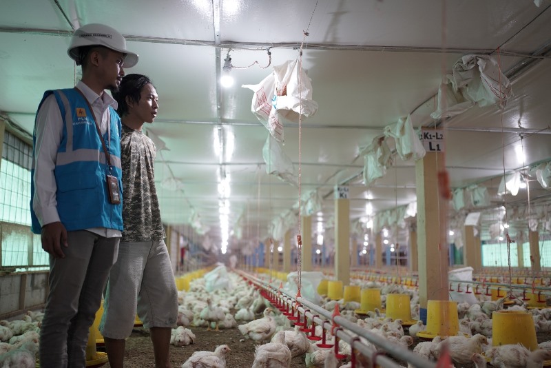 Gunakan Listrik PLN, Peternak Ayam Di Gowa Sulsel Hemat Biaya Operasional Hingga 70 Persen