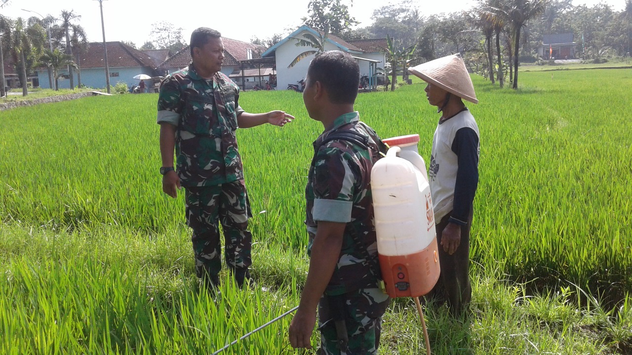 Koramil Sambi Bantu petani Binaan Kendalikan Hama Tanaman Padi