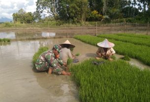 Momen Kebersamaan Babinsa Posramil 05/Pante Ceureumen Dengan Petani Cabut Benih Padi
