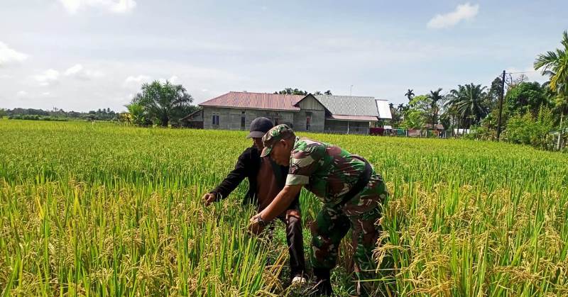 Optimalkan Swasembada Pangan, Babinsa Posramil 05/PC Saban Hari Dampingi Petani Cek Perkembangan Tanaman Padi
