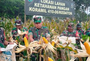 Panen Raya !! Tiga Ton Jagung Hasil Panen Koramil 410-06 Kedaton Panen