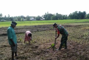 Babinsa Koramil 10/Woyla Barat Bantu Petani Tanam Padi Menggunakan Alat Tungkal