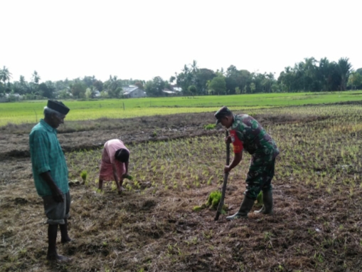 Babinsa Koramil 10/Woyla Barat Bantu Petani Tanam Padi Menggunakan Alat Tungkal