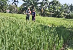 Pastikan Tanaman Padi Tumbuh Subur, Babinsa Koramil 01/Sungai Mas Bersama Petani Langsung Keliling Mengecak Sawah