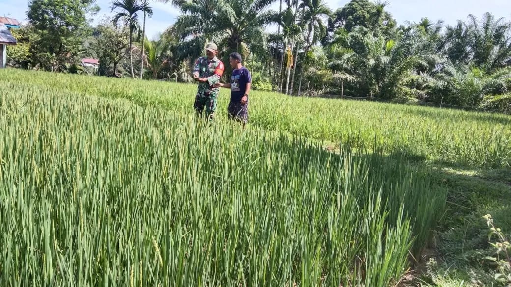 Pastikan Tanaman Padi Tumbuh Subur, Babinsa Koramil 01/Sungai Mas Bersama Petani Langsung Keliling Mengecak Sawah