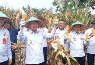 Ardian Panen Raya Jagung di Desa Kubu Hitu