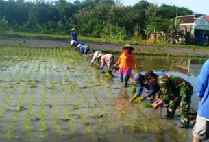 Babinsa Kelurahan Banjarsari Dampingi Petani Bantu Penanaman Padi