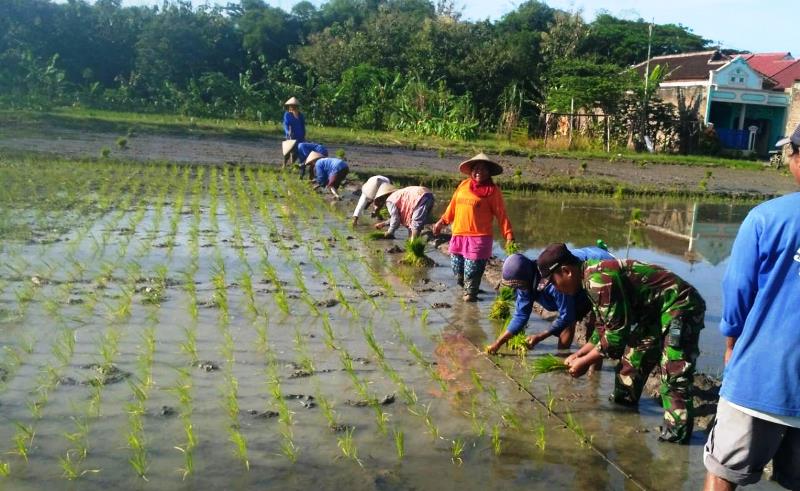 Babinsa Kelurahan Banjarsari Dampingi Petani Bantu Penanaman Padi