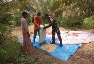 Bantu Panen Padi, Sertu Heri Jaya Tidak Hanya Mengirit Biaya Namun Juga Mengirit Tenaga Petani