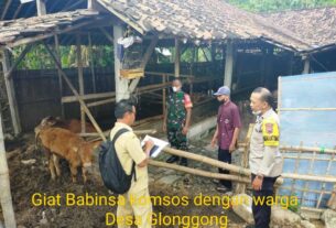 Cegah Penyebaran LSD Babinsa Monitoring Hewan Ternak di Wilayah Binaan