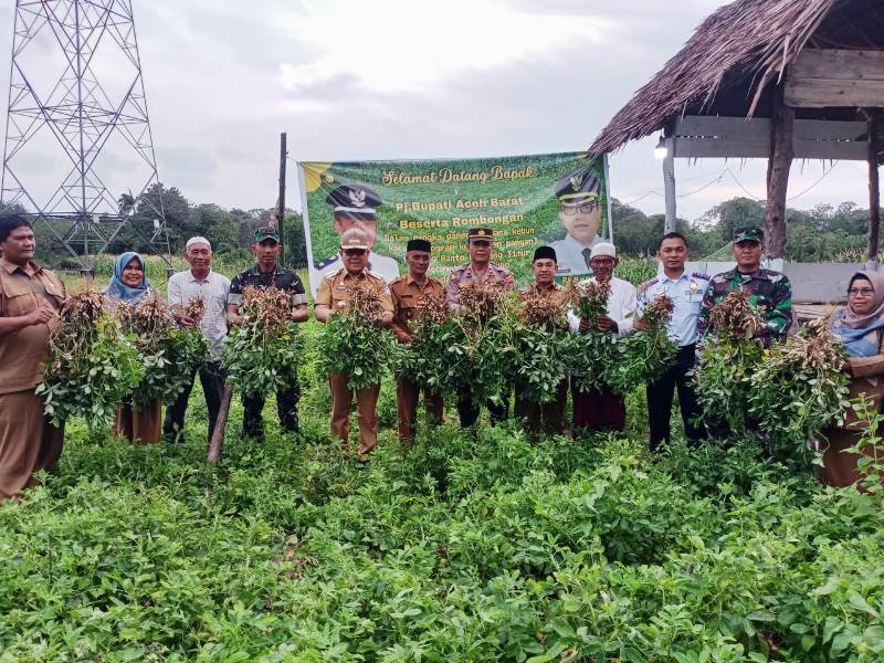 Dandim 0105/Abar Dan Pj. Bupati Aceh Barat Panen Kacang Perdana Di Ketahanan Pangan Gampong Ranto Panyang Timur