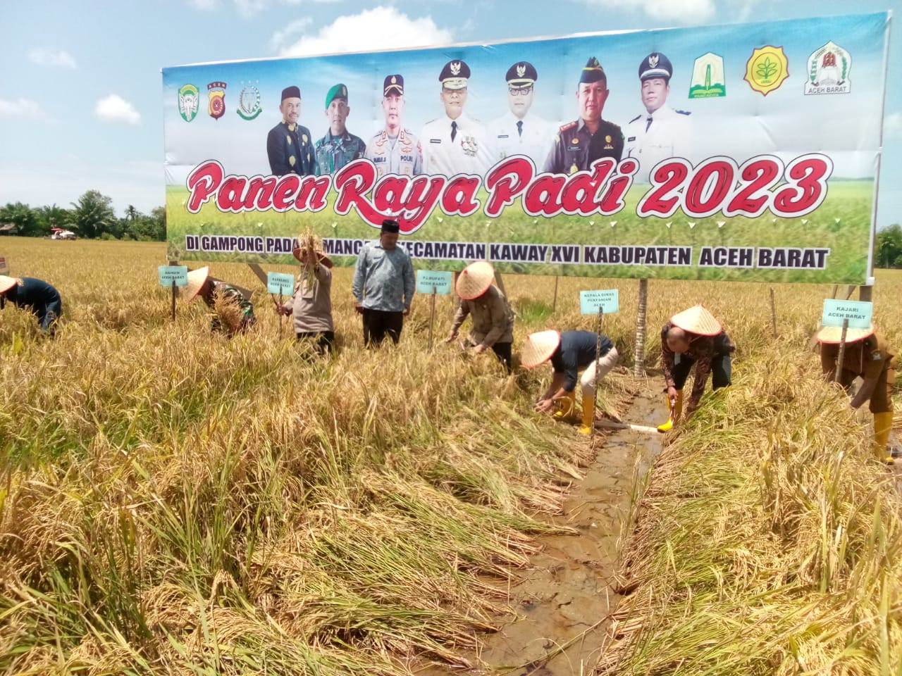 Forkopimda Aceh Barat Bersama Kepala Dinas Pangan Aceh Melaksanakan Panen Raya Yang Dipusatkan Di Desa Padang Mancang