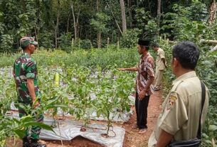 Keikutsertaan Babinsa Guna Menyukseskan Swasembada Pangan