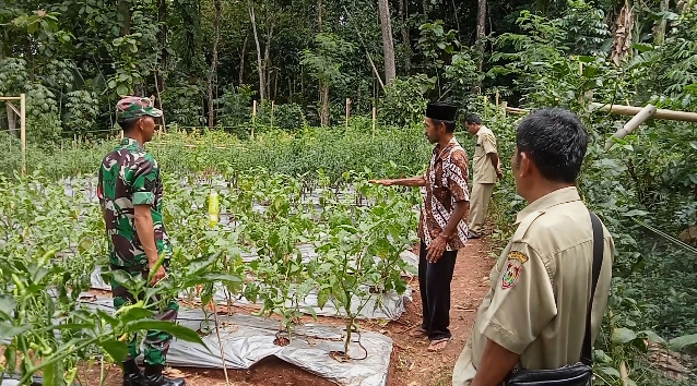 Keikutsertaan Babinsa Guna Menyukseskan Swasembada Pangan