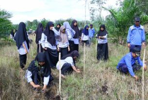 Kolaborasi PLN-BPSILHK Kuok Riau Kembangkan Inovasi Budi Daya Tanaman Kayu Putih di Lahan Gambut