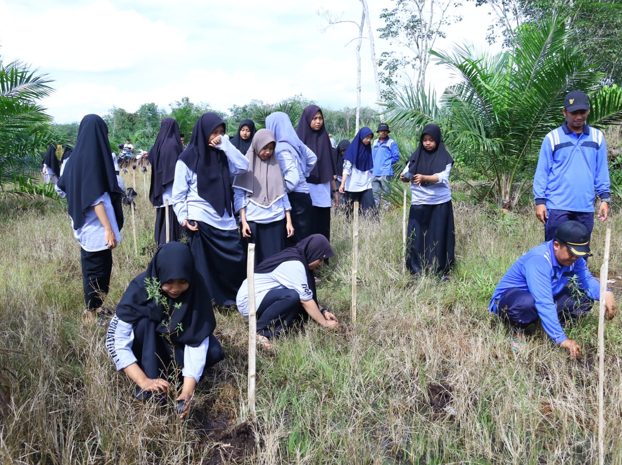 Kolaborasi PLN-BPSILHK Kuok Riau Kembangkan Inovasi Budi Daya Tanaman Kayu Putih di Lahan Gambut