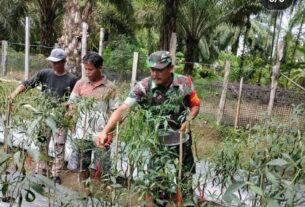 Petani Cabai Sangat Bahagia Karena Saat Memetik Hasil Dibantu Oleh Babinsa Posramil 05/Pante Ceureumen