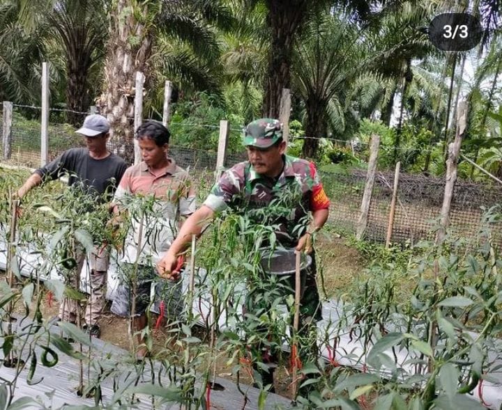 Petani Cabai Sangat Bahagia Karena Saat Memetik Hasil Dibantu Oleh Babinsa Posramil 05/Pante Ceureumen