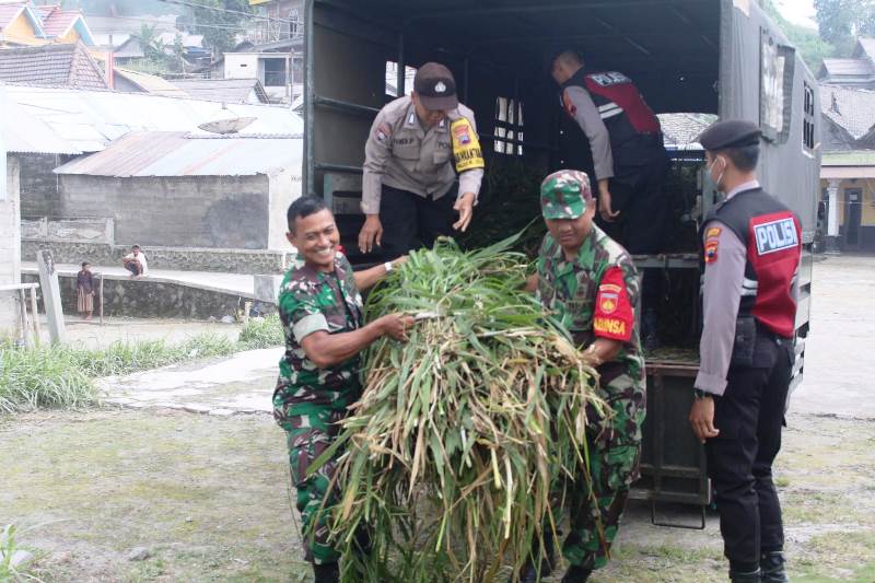 TNI-Polri Boyolali Ngarit Beri Pakan Ternak Warga Dampak Erupsi