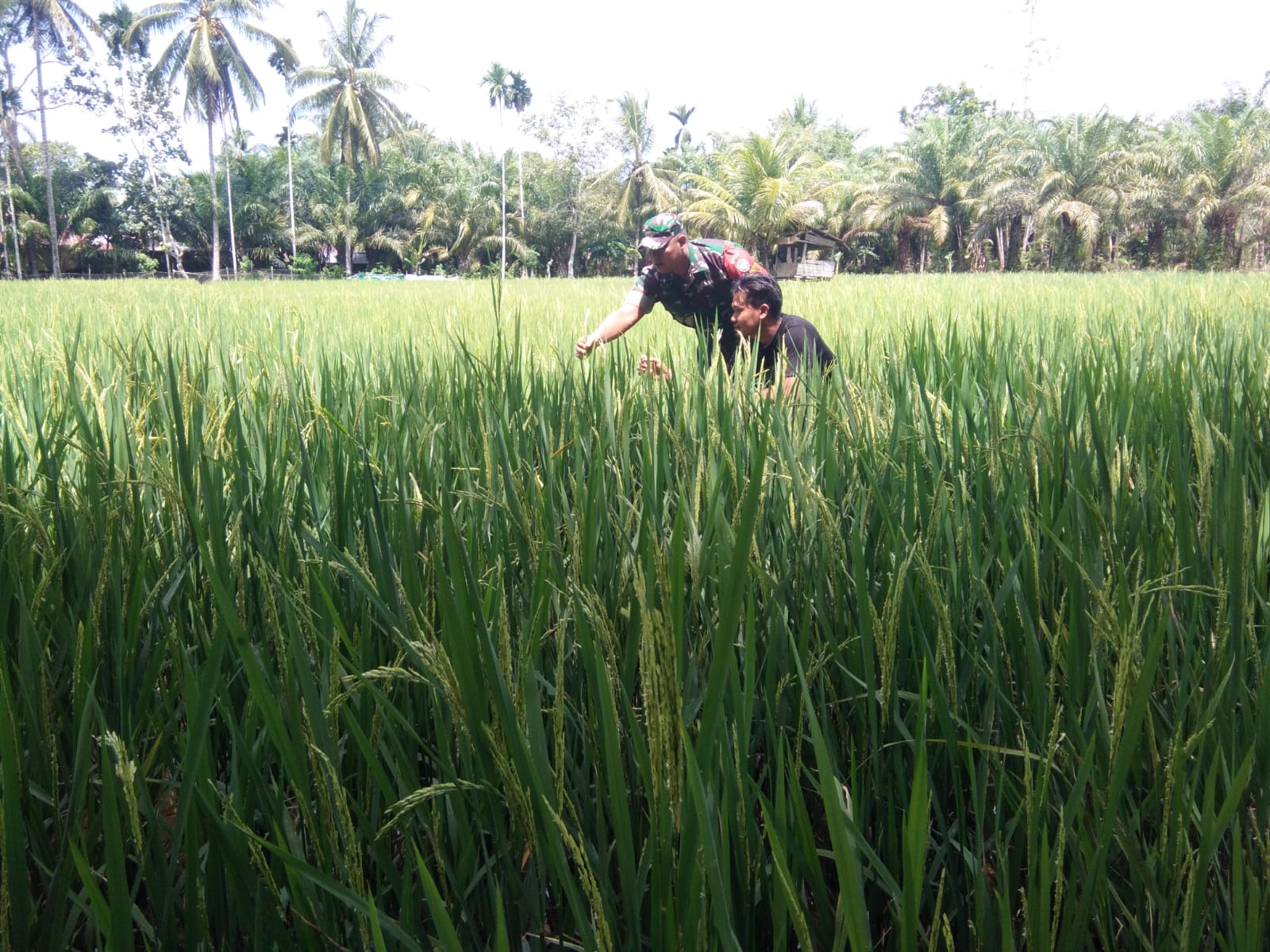 Tingkatkan Hasil Panen, Babinsa Koramil 10/WB Terjun Ke Sawah Dampingi Petani Cek Perkembangan Tanaman Padi