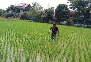 Tingkatkan Hasil Pertanian, Babinsa Karangasem Dampingi Gapoktan Basmi Hama Padi