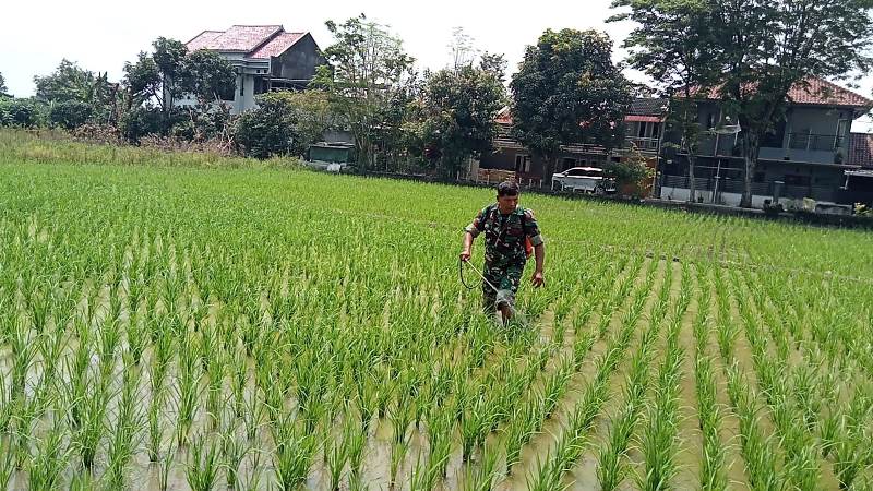 Tingkatkan Hasil Pertanian, Babinsa Karangasem Dampingi Gapoktan Basmi Hama Padi